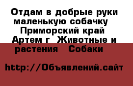 Отдам в добрые руки маленькую собачку - Приморский край, Артем г. Животные и растения » Собаки   
